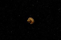 藏品(小堡螺)的圖片